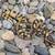 Ball Python-Combo het Clown females 3 thumbnail