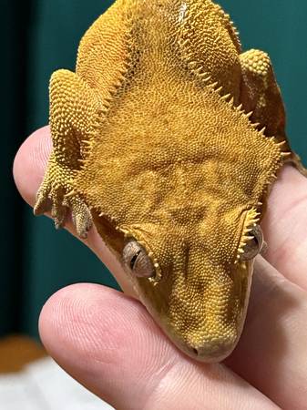 Male Red Phantom Crested Gecko From Pangea (Grayson)63739476505217123