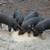 Berkshire Piglets 17 thumbnail