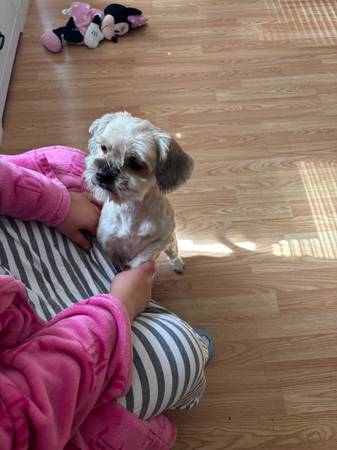 cruce de caniche y pequinés de cuatro años busca hogar (Vancouver)64144107715842121