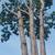 JOSE TREE CARE  SERVICE___________________________ALL SAN JOSE ,N 11 thumbnail