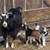 Friendly Silky Fainter Nanny Goat and her two Babies 1 thumbnail