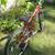 Aluminum lightweight Lady, girls, teen bike 2 thumbnail