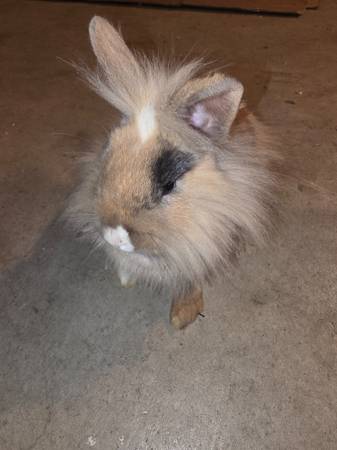 Lionhead red and white rabbits, bunny 1