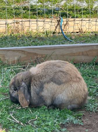Rabbits (Edmond)63670608732291120