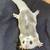 Sugargliders available 6 thumbnail
