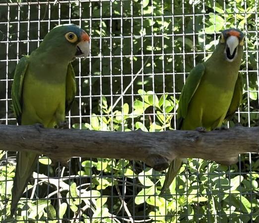Conure breeding pair63685533288577120