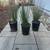 Native Plant: Spreading Rush (Juncus patens) - 1 Gallon 4 thumbnail