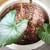 Household - Planter w/ Roller Caddie + Plant, Ceramic (2) 7 thumbnail