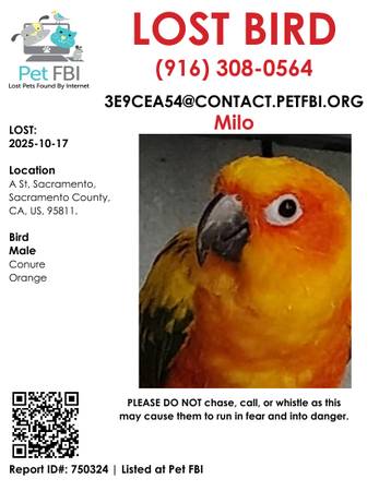 Lost Sunday conure 1