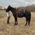 Gaited cross Gelding 1 thumbnail