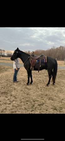 Gaited cross Gelding 1