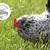 Heritage, Rare Breed, Crosses, Pullets, POL, Young Laying Hens 1 thumbnail