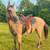 7 year old buckskin 3 thumbnail