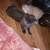 Beautiful Short Haired Domectic Kittens 4 thumbnail