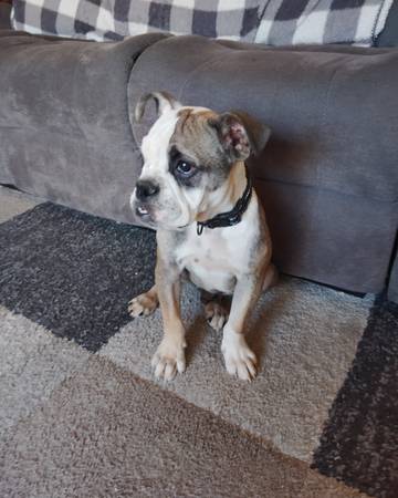 Hermosos cachorros necesitan buenos hogares (concord / pleasant hill / martinez)63696398228739120