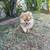Pomeranian puppy 9 thumbnail