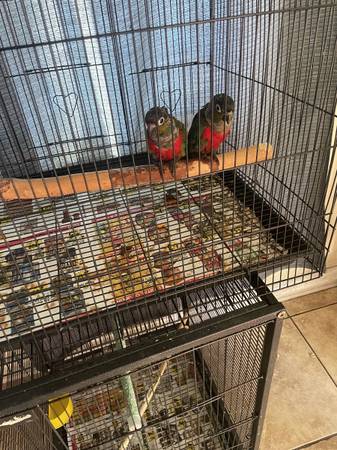 Loros. Parrots 1
