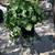 Beautiful Big Bold Syngonium Potted Plant 2 thumbnail