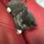 2 kittens white black and black cat cats 1 thumbnail