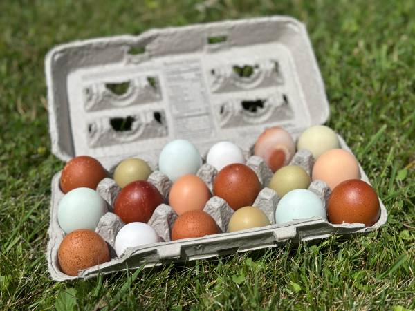 Hatching eggs🐣 1