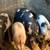 Piglets for sale 2 thumbnail