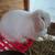 Rabbits, bunnies, rehome 5 thumbnail