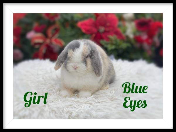 Holland Lop Bunnies 1