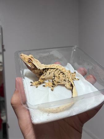 Holdback male extreme harlequin crested gecko 1