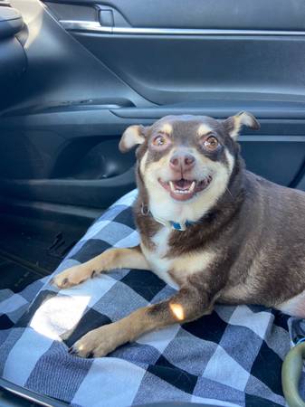 7 year old chihuahua (Citrus Heights)63679412982019122