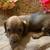 Mini dachshunds to rehome 3 thumbnail