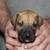 Looking for person with midwife birthing skills, for dogs 6 thumbnail