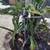 A red dragon fruit plant 3 thumbnail