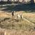 Nubian doe in milk with doeling and wether kids goat 2 thumbnail