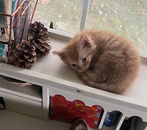 Sweetest kitten pair (Richland)63922852471938123