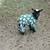 Pygmy goats available babies and adult mothers 1 thumbnail