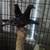 2 pigeons , male and female - indoor 3 thumbnail