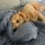 $48.00 / Night Dog Boarding - I make your life less Ruff! 11 thumbnail