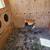 Chicken coop and run with chickens 2 thumbnail