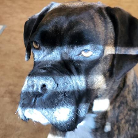 Boxer desaparecida, perdida, ¿ROBADA? , jue 9/18- ¡¡¡¡$2000 RECOMPENSA!!!! (enumclaw / black diamond)63787743601283122
