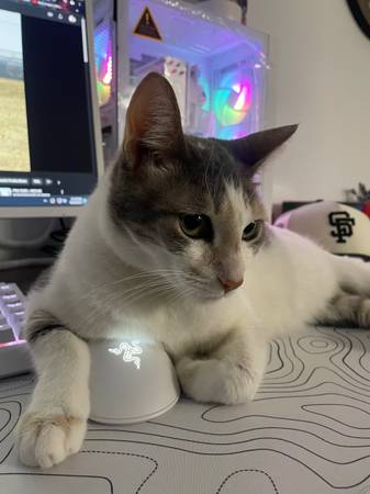 Tofu has gone missing! (los gatos)64141787720067120
