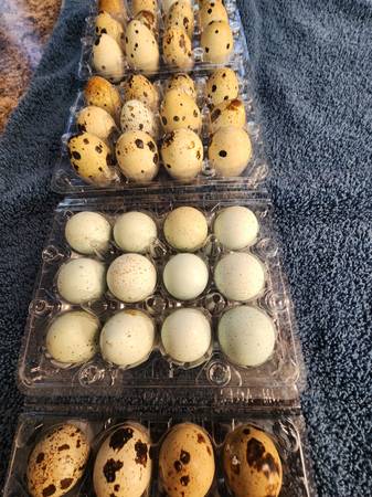 Coturnix Quail Eggs 1