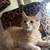 Kitten 3 thumbnail