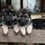 German shepherd pups 1 thumbnail