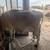Family milk cow's 2 thumbnail