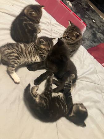 Beautiful, healthy kittens (East New York)63923588359810124