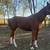 Gelding 3 thumbnail