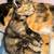 Calico Highlander kitten 2 thumbnail