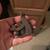 Tattoo machine 2 thumbnail