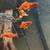 Fish - Swordtails 2 thumbnail
